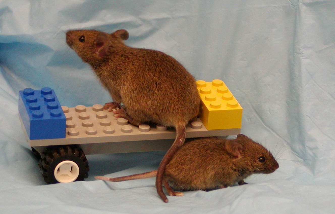 A Snell dwarf and its big brother