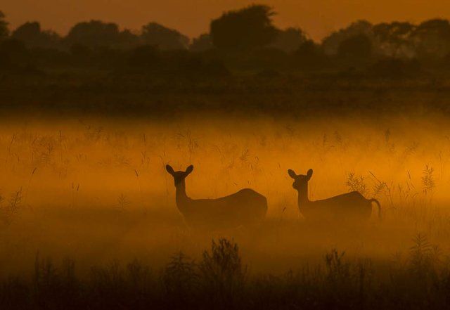 Lechwe at dawn