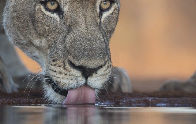 One more lion