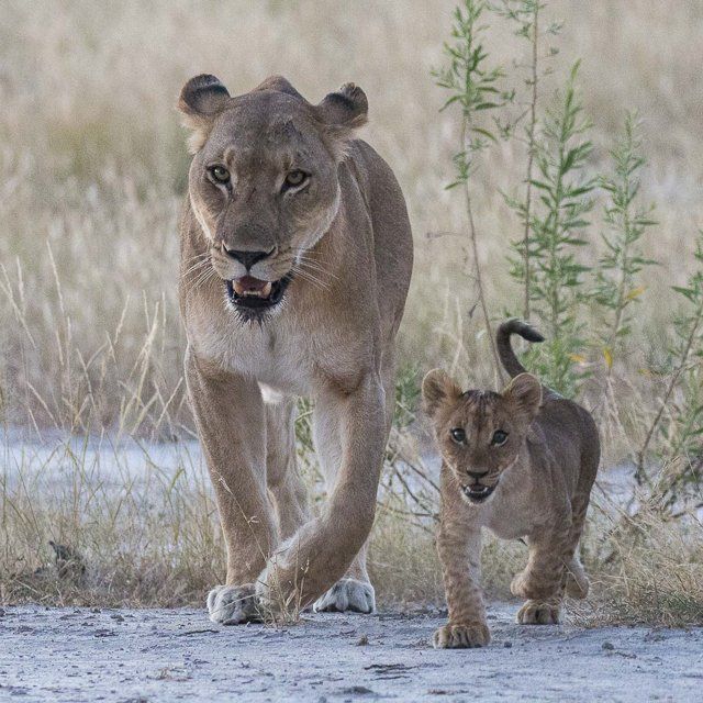Lion with mom