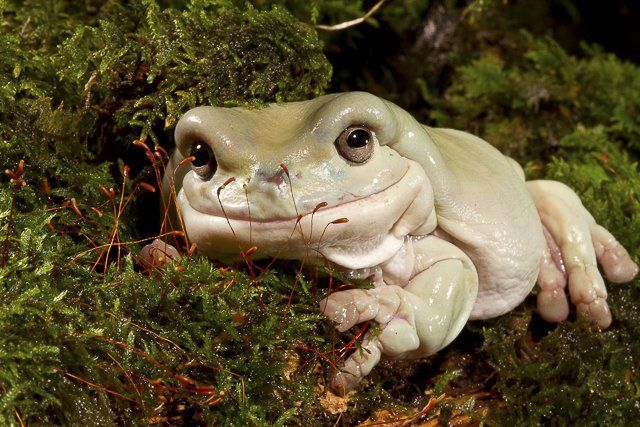White frog