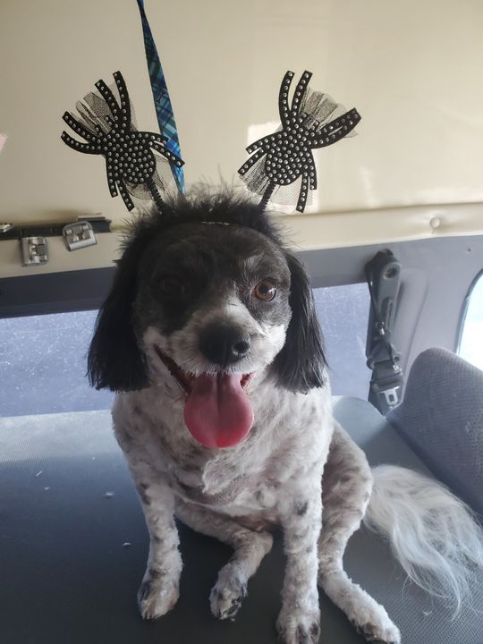Cute Dog — Apache Junction, AZ — Dashing Groomer