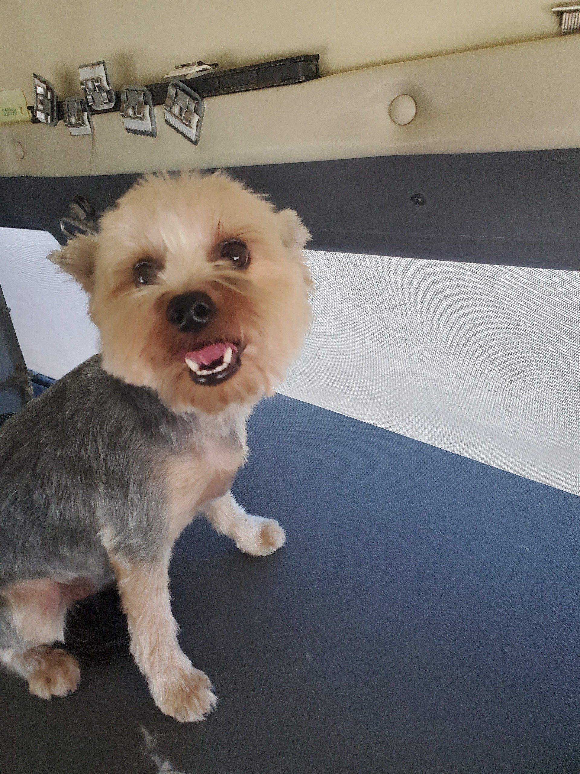Dog After Grooming — Apache Junction, AZ — Dashing Groomer