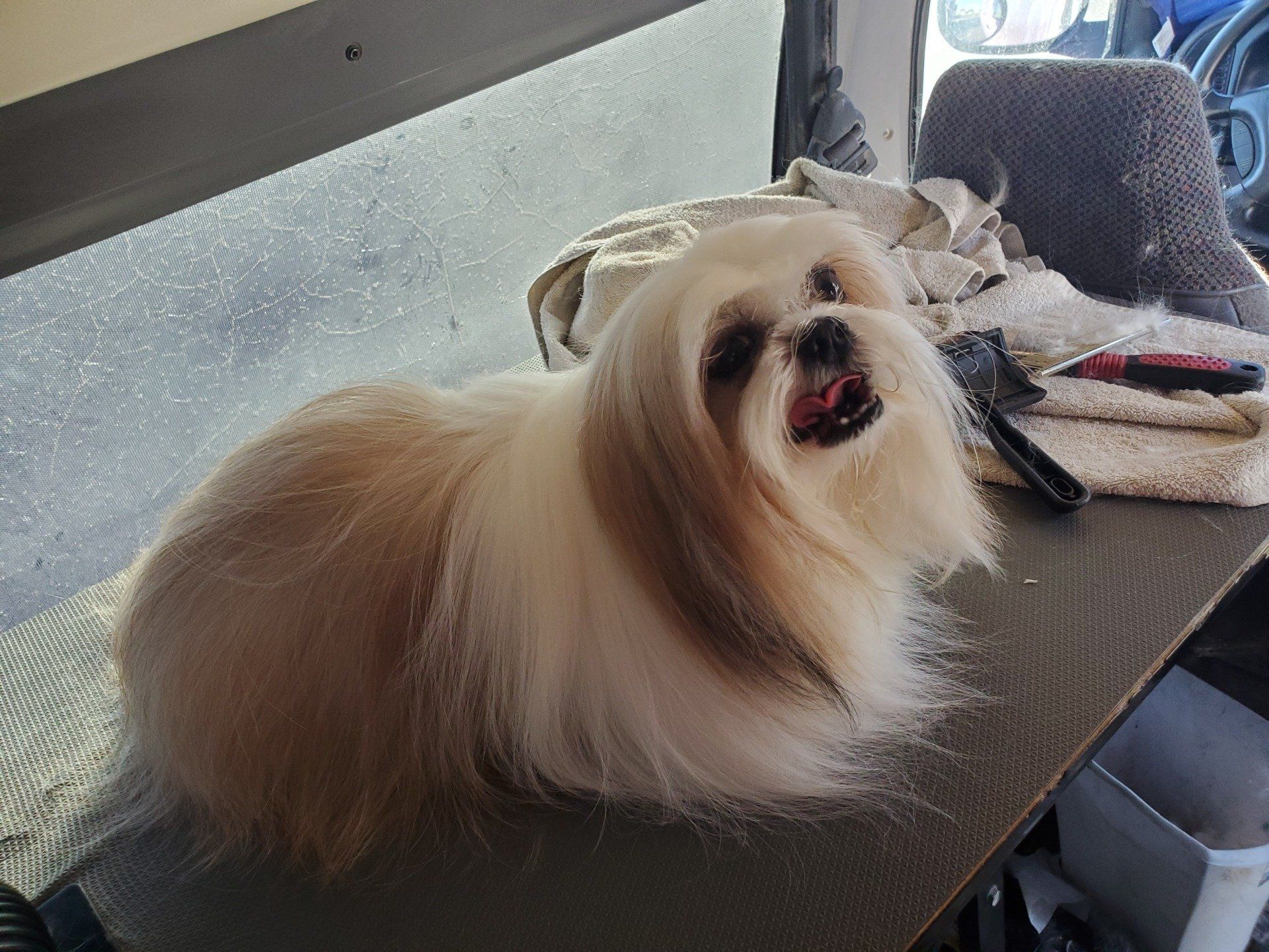 Long Hair Dog — Apache Junction, AZ — Dashing Groomer