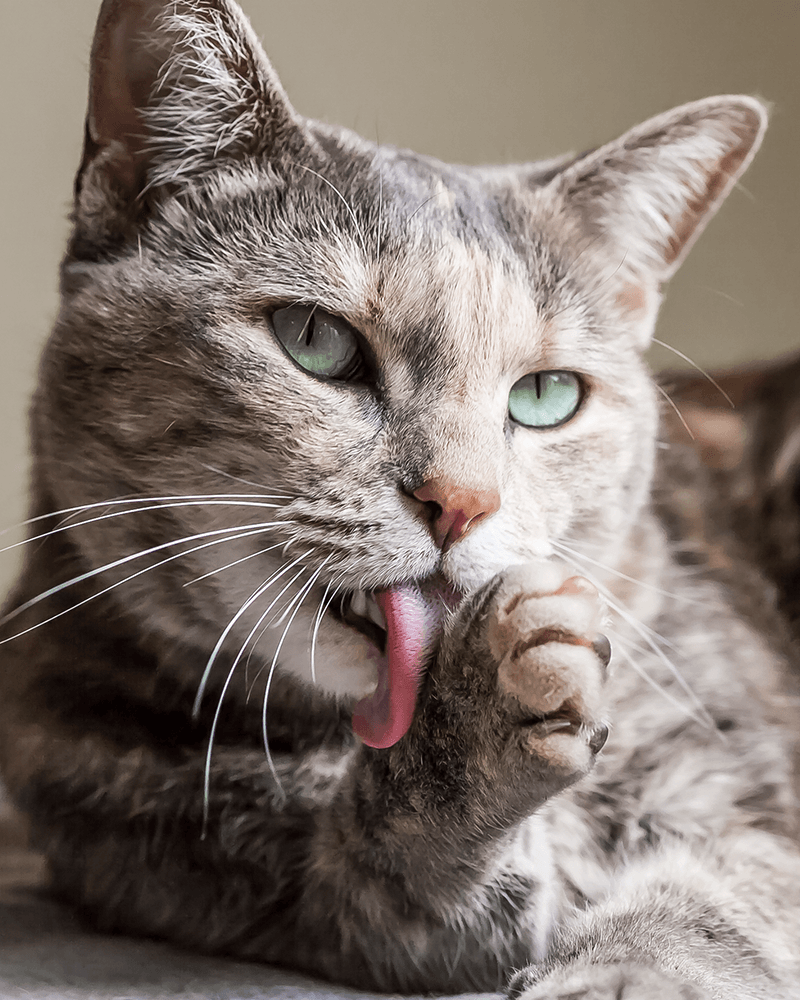 Cute Cat — Apache Junction, AZ — Dashing Groomer
