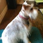 Adorable Dog — Apache Junction, AZ — Dashing Groomer