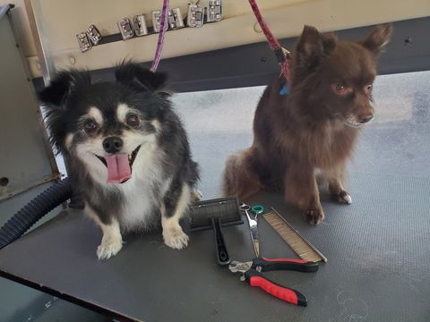 Kerry — Apache Junction, AZ — Dashing Groomer