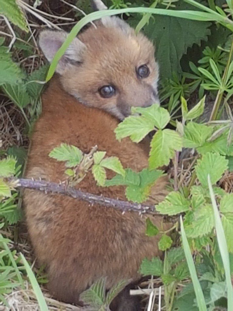 Fox image