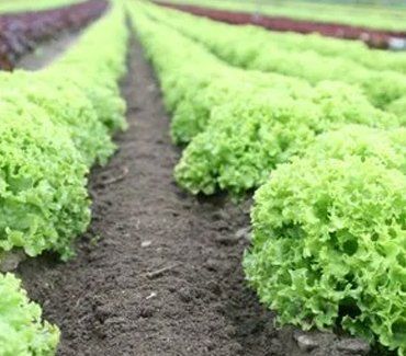 LEAFY GREENS