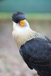 Crested Caracara