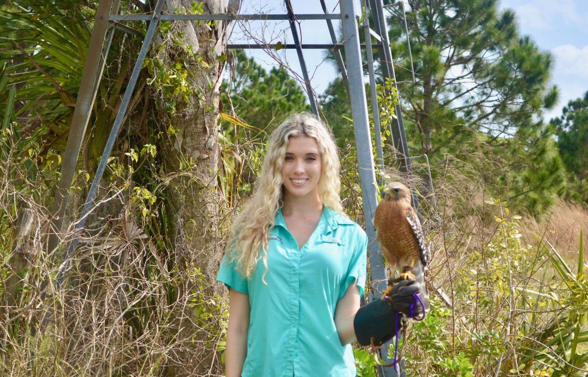Savannah with Red-shouldered hawk