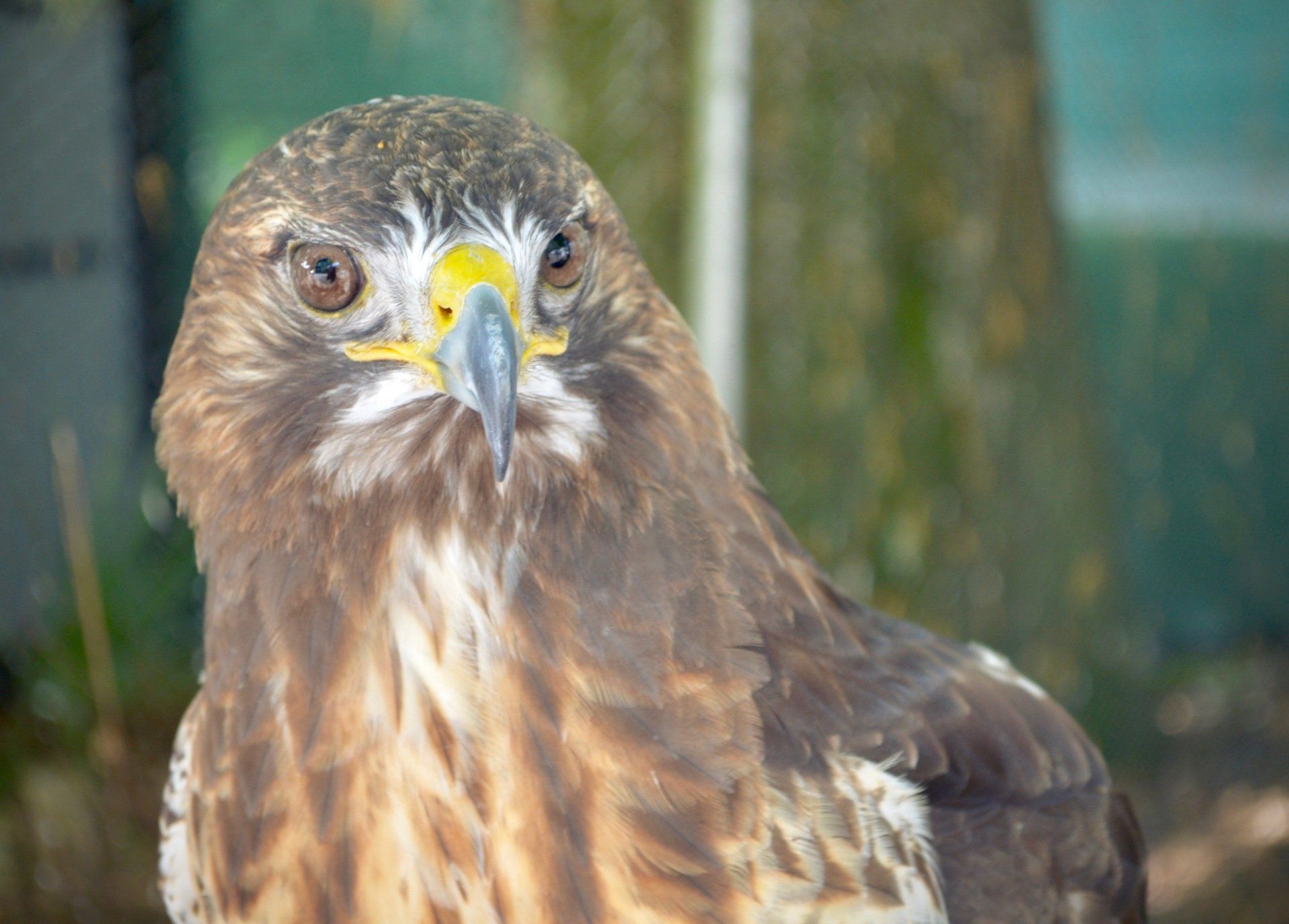 Red tailed Hawk