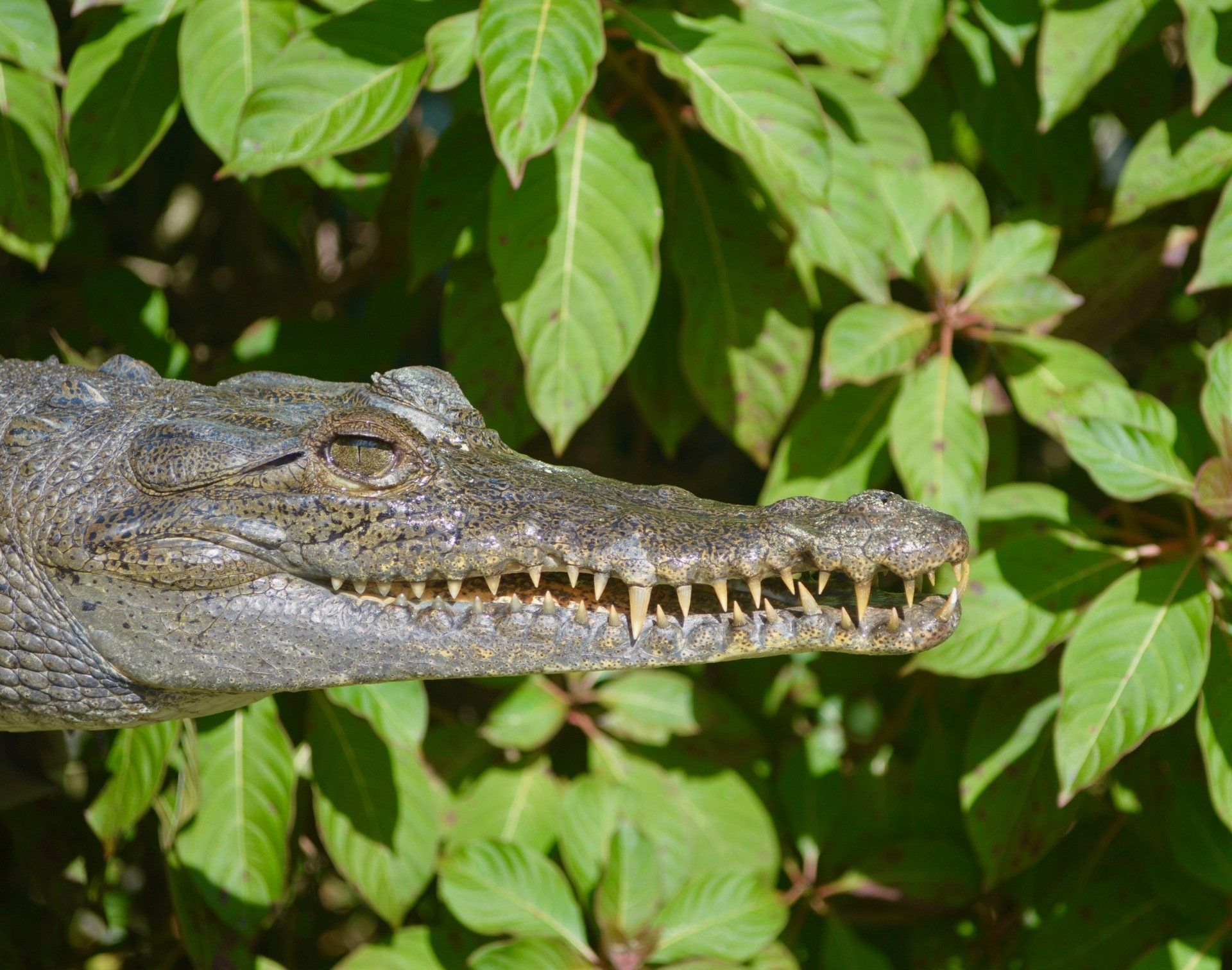 American Crocodile