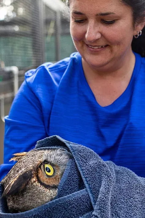 Rehabber holding a wildlife patient