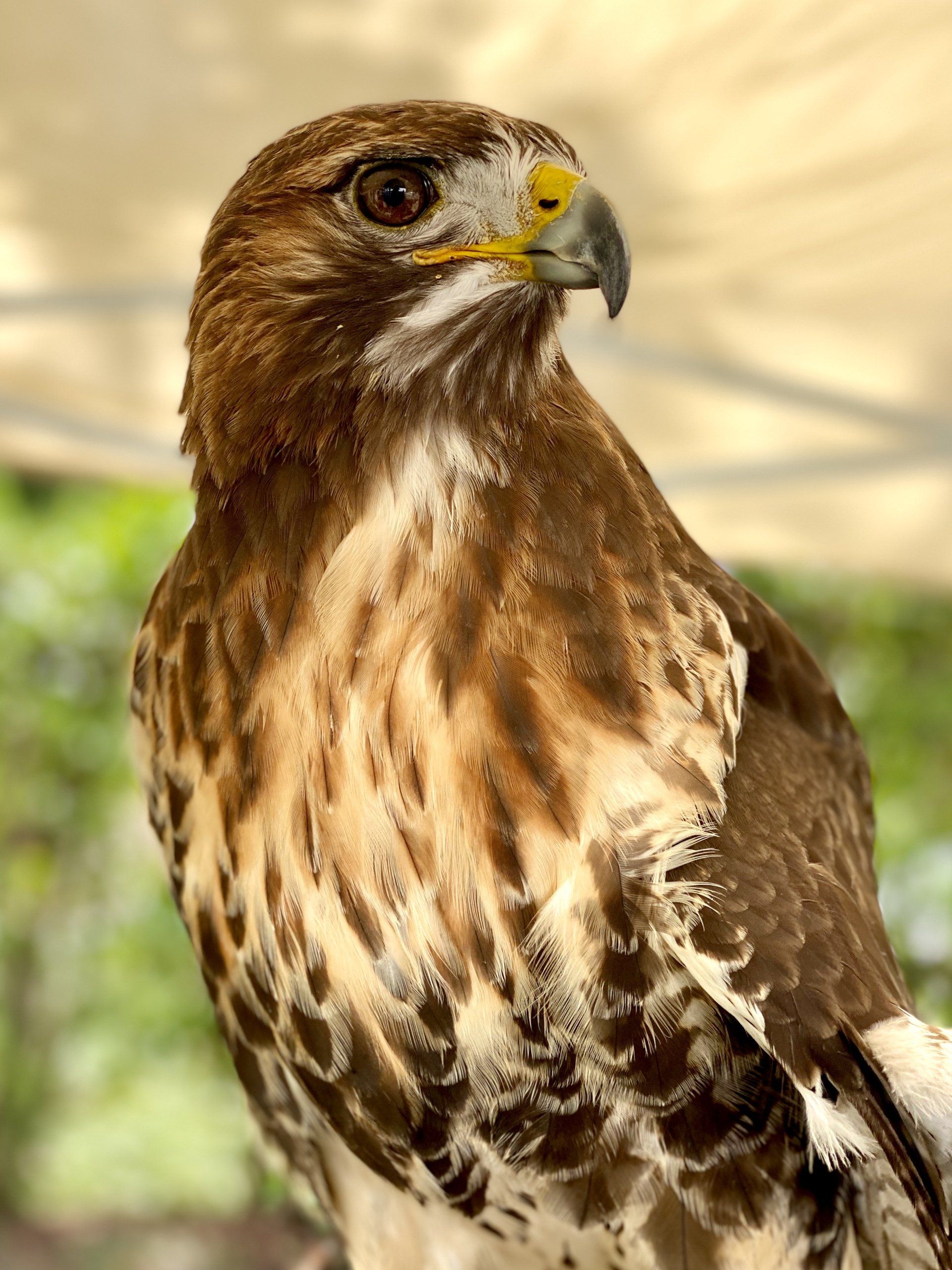 Treasure Coast Wildlife Center - Stuart, FL