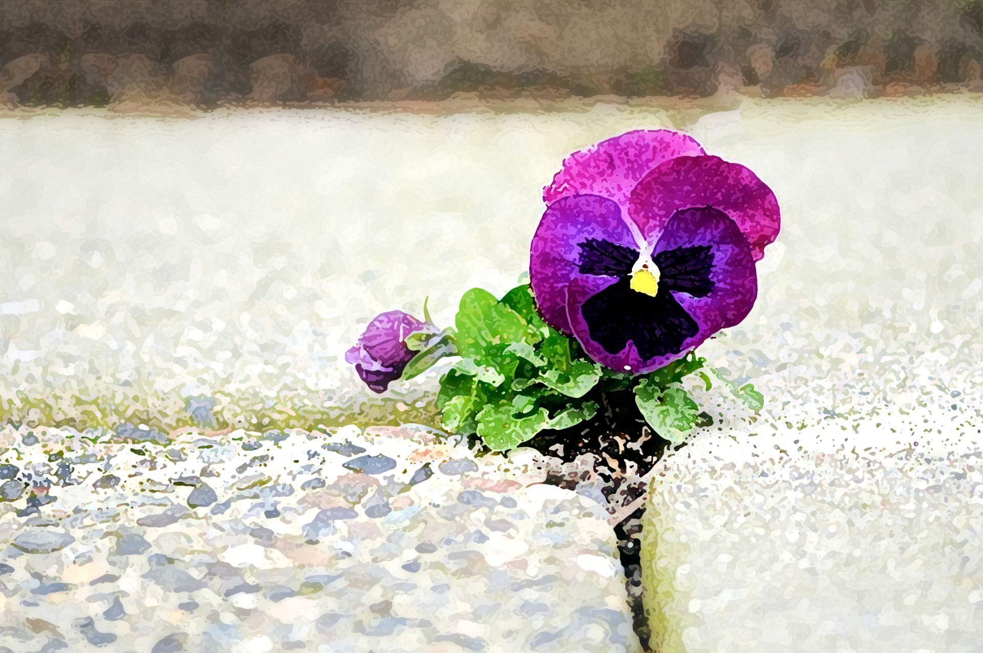 fiore tra l'asfalto