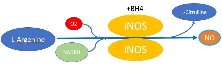 A diagram showing l-arginine and inos being formed