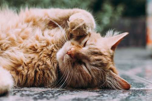 private pet cremation in Tacoma WA