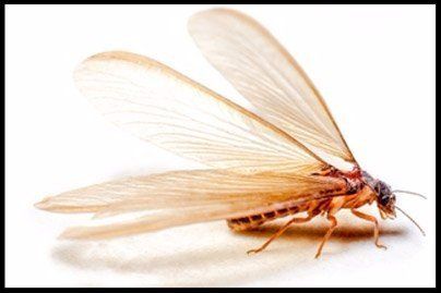 Exterminator in Huntersville NC