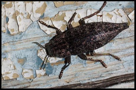 Exterminator in Charlotte NC