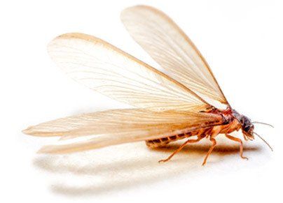 Termite Control | Concord, Charlotte, & Huntersville, NC