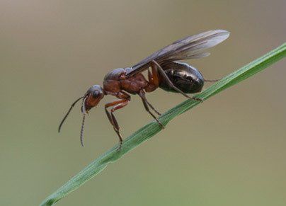 Termite Control Company | Concord, Huntersville, & Charlotte, NC