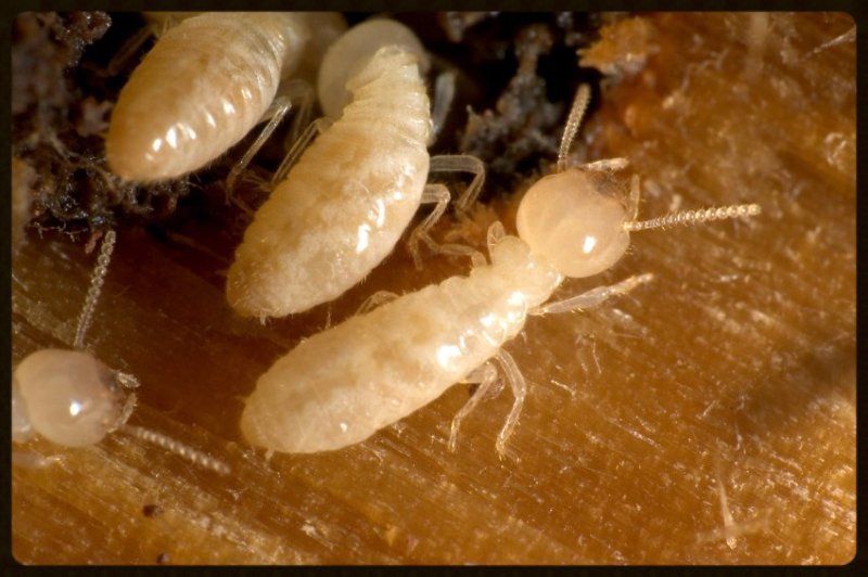 Exterminator in Monroe & Huntersville, NC