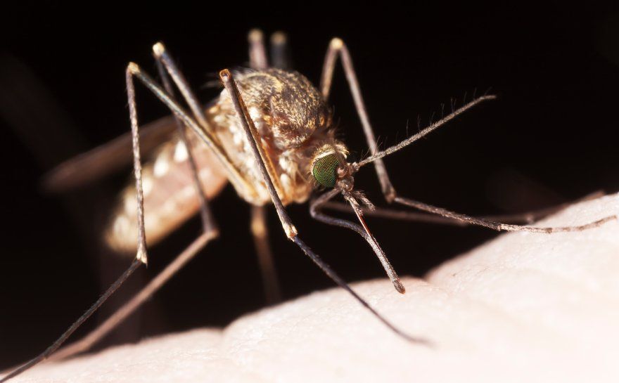 Mosquito Control in Charlotte NC