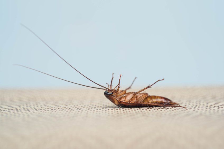 Roach Control in Charlotte NC