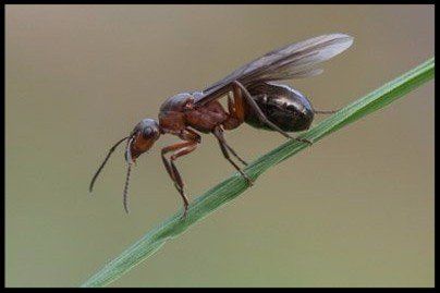 Exterminator in Mint Hill NC