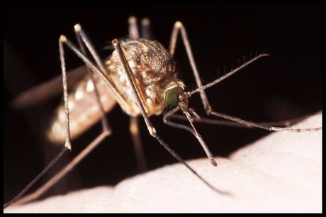 Exterminator in Pineville NC