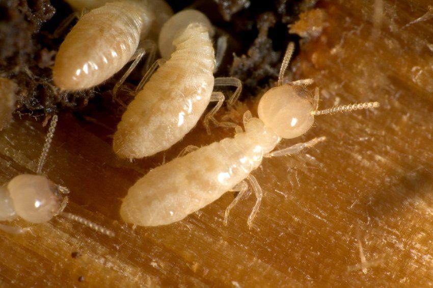 Termite Control Company | Charlotte, Huntersville, & Concord, NC