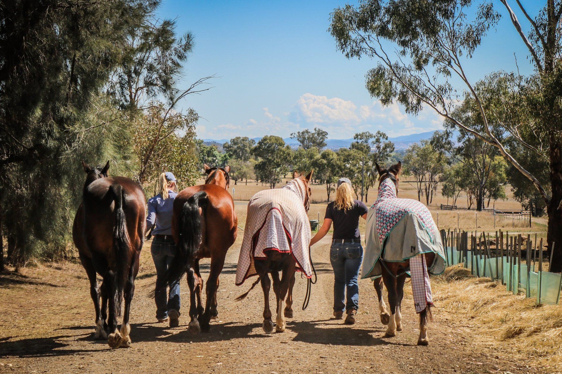 Horses at the practice