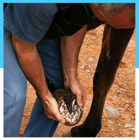 Lameness Evaluation