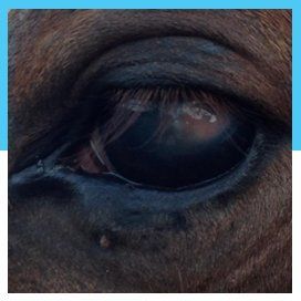 ophthalmology