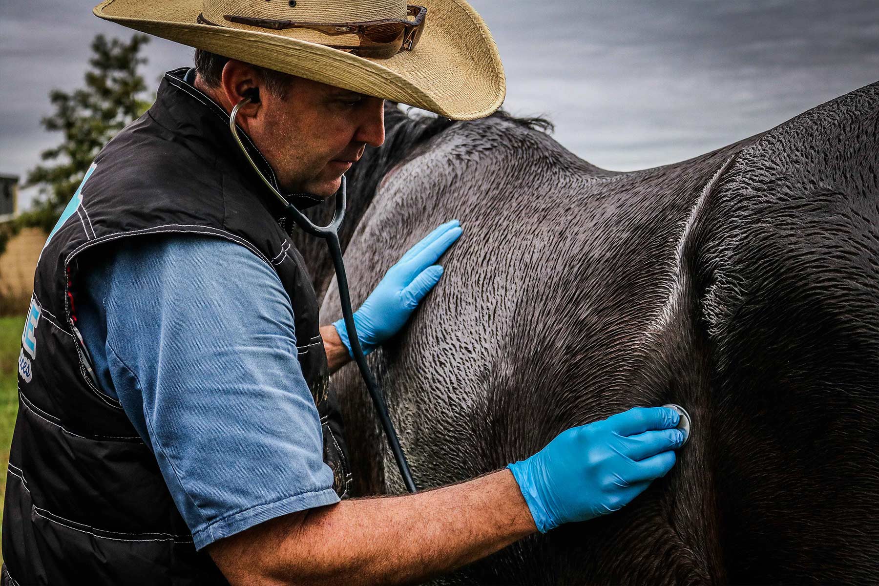 Horse Checkup