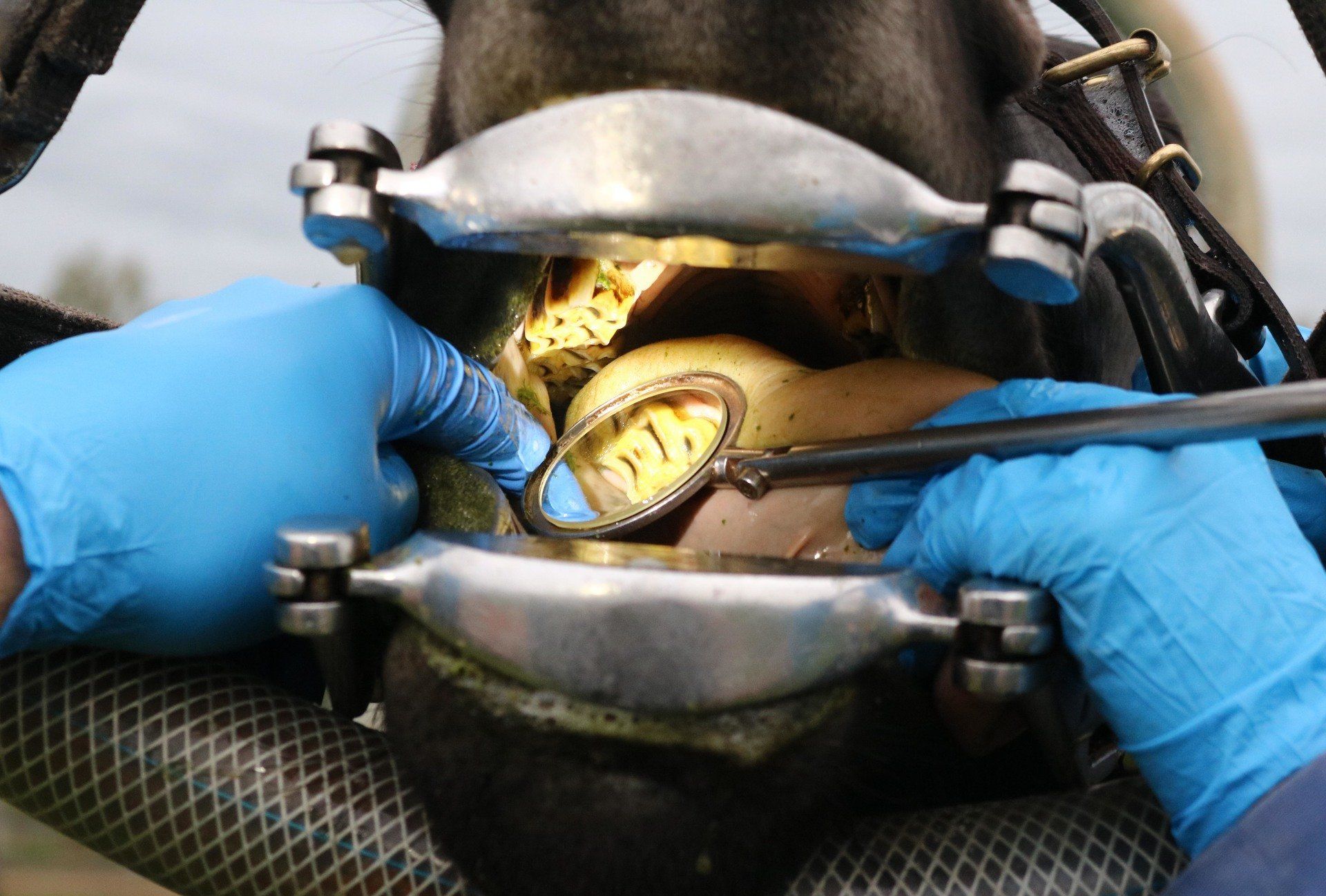 Equine Dentistry
