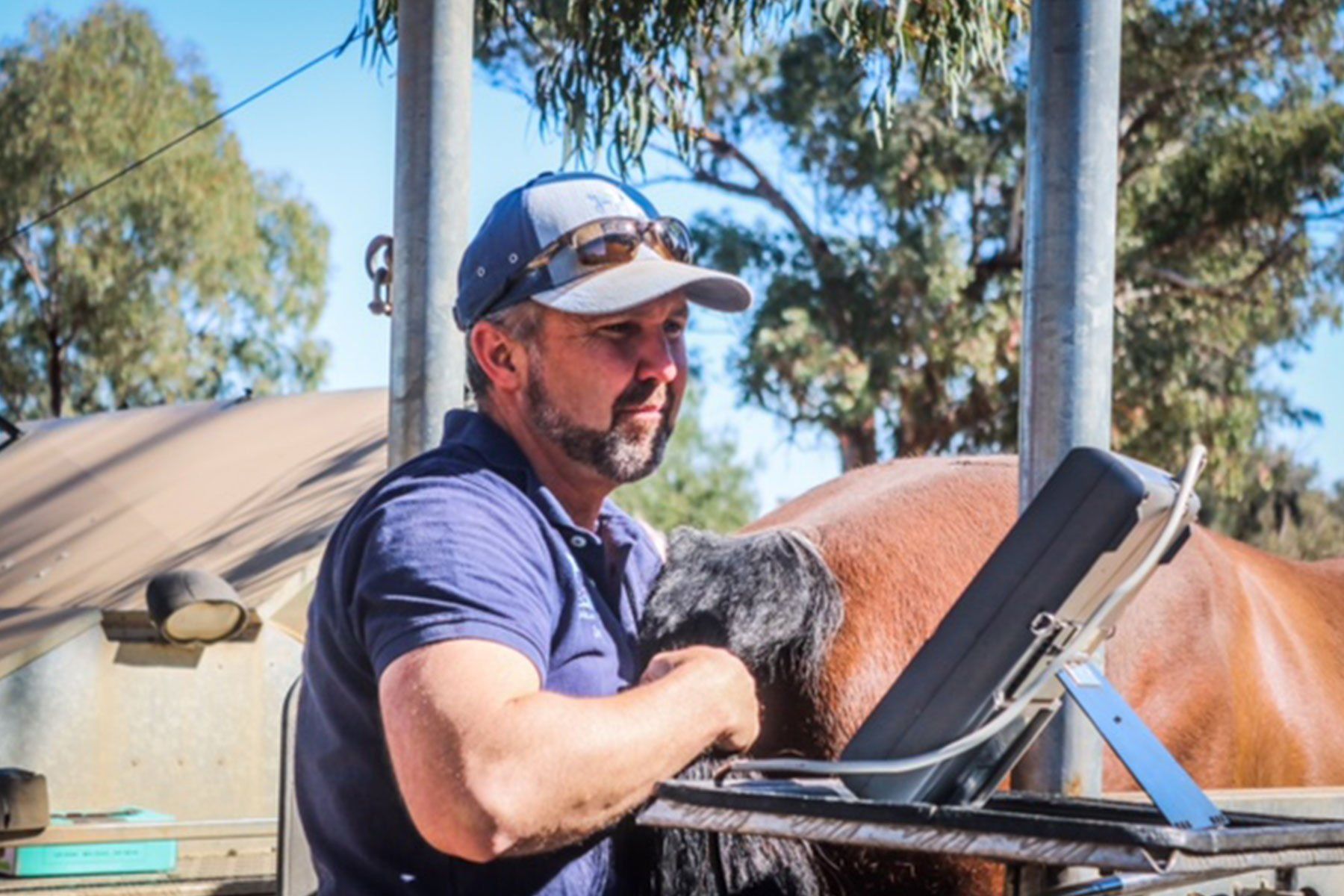 Ultrasounding for Reproduction