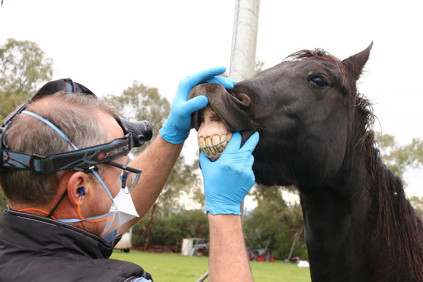 Oral exam on a young horse