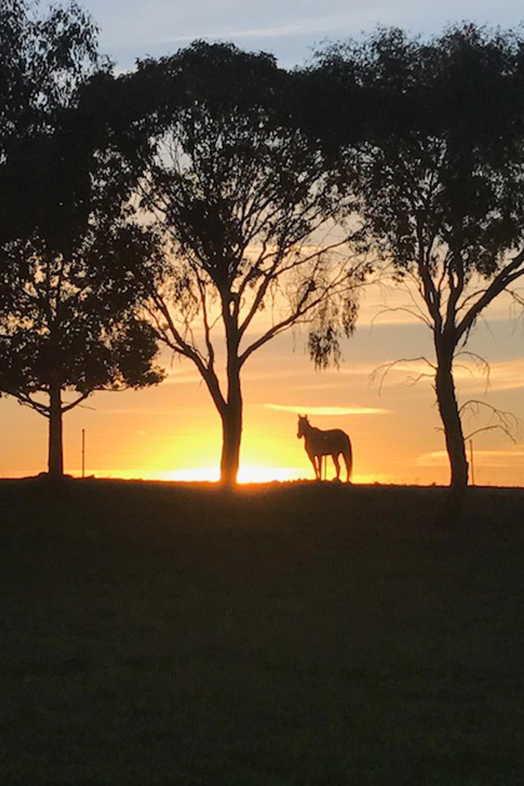 Horse in the paddock on sunset