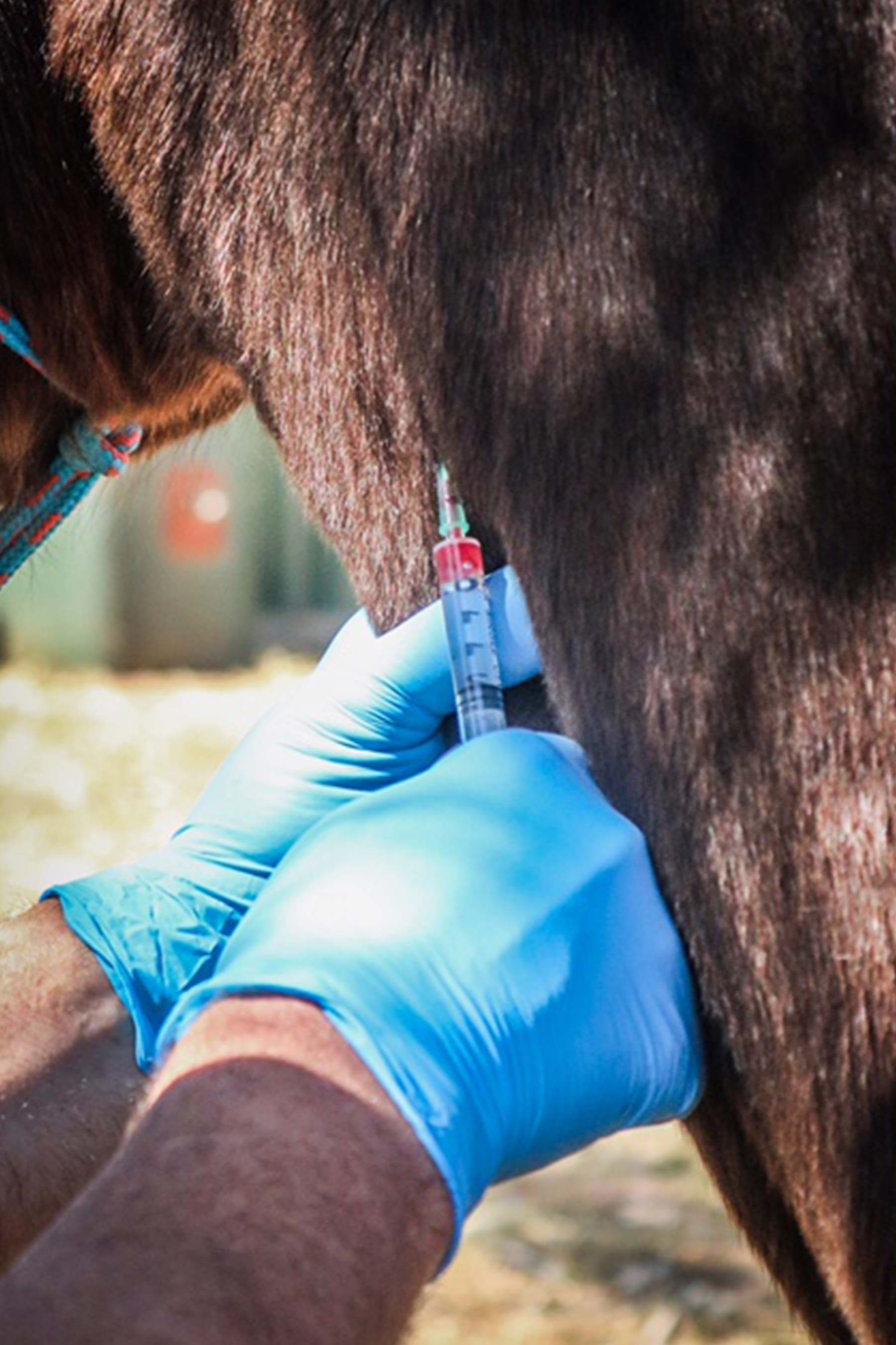 Horse Injection