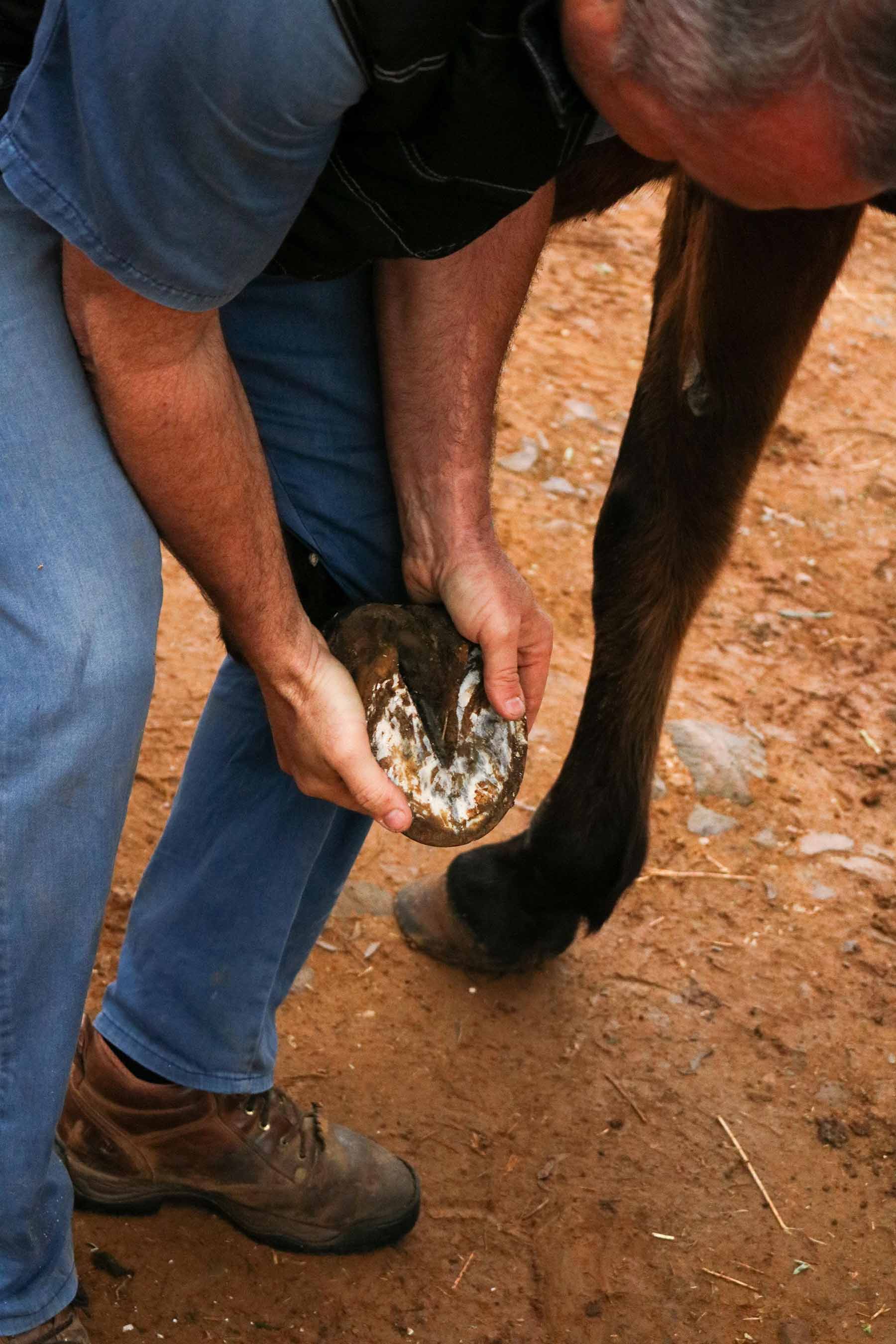 Lameness examination