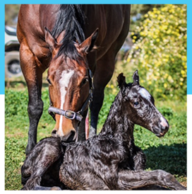 Reproduction