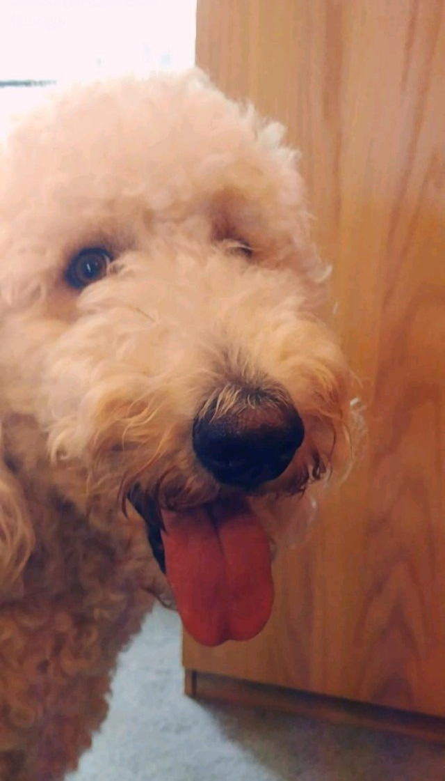 Teddy - Media Maskot