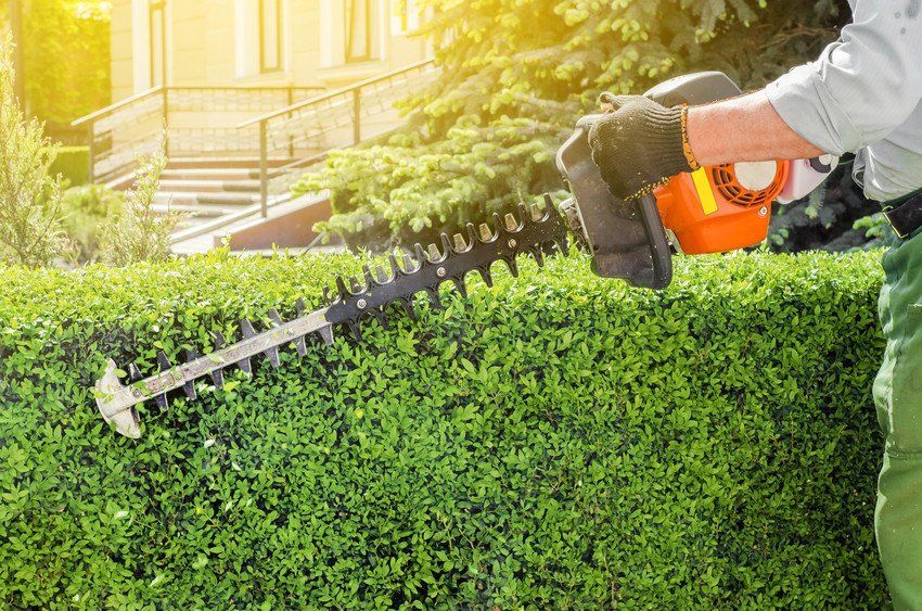 Hedge prunning