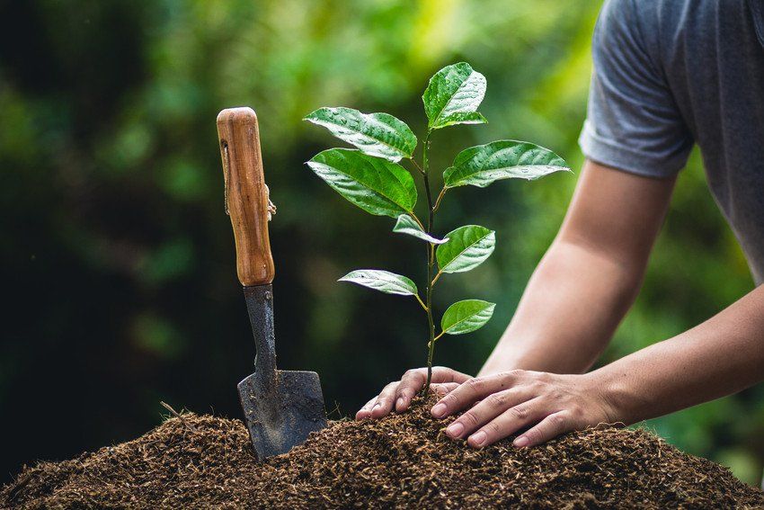 Tree planting