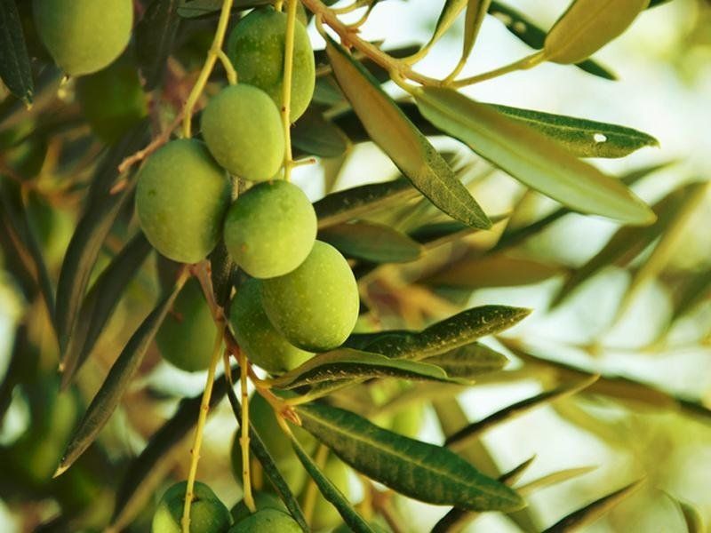 servizi aziende agricole pesaro