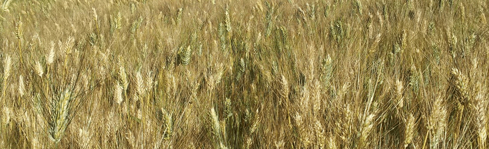 Associazione sindacale agricoltori