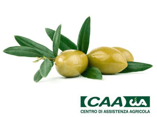 Organizzazione agricola marche