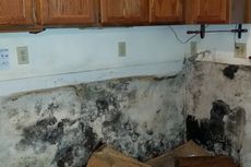 Mold Damage